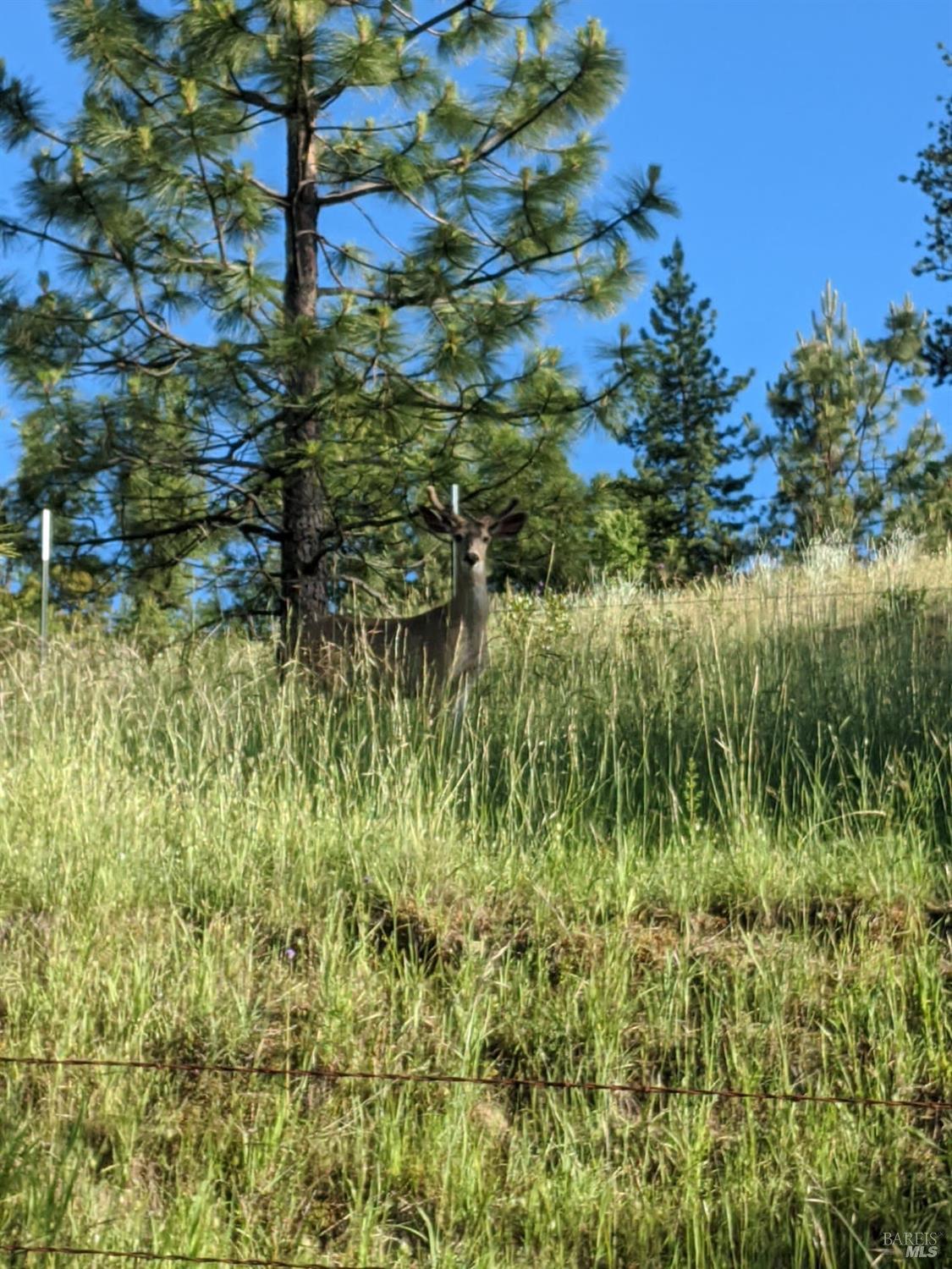 47700 Bentley Ridge Road Covelo CA 95428