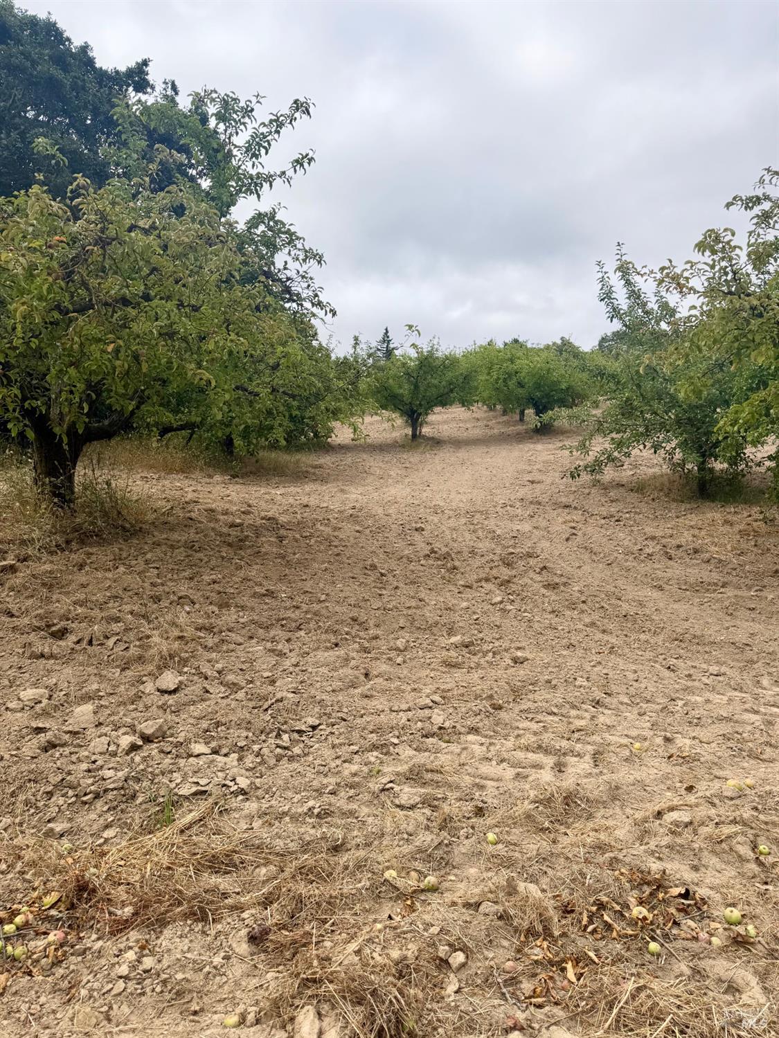 237 Gold Ridge Road Sebastopol CA 95472