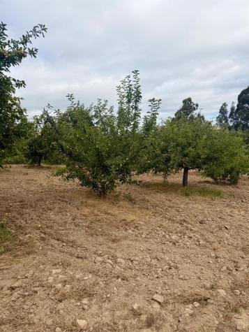 237 Gold Ridge Road Sebastopol CA 95472