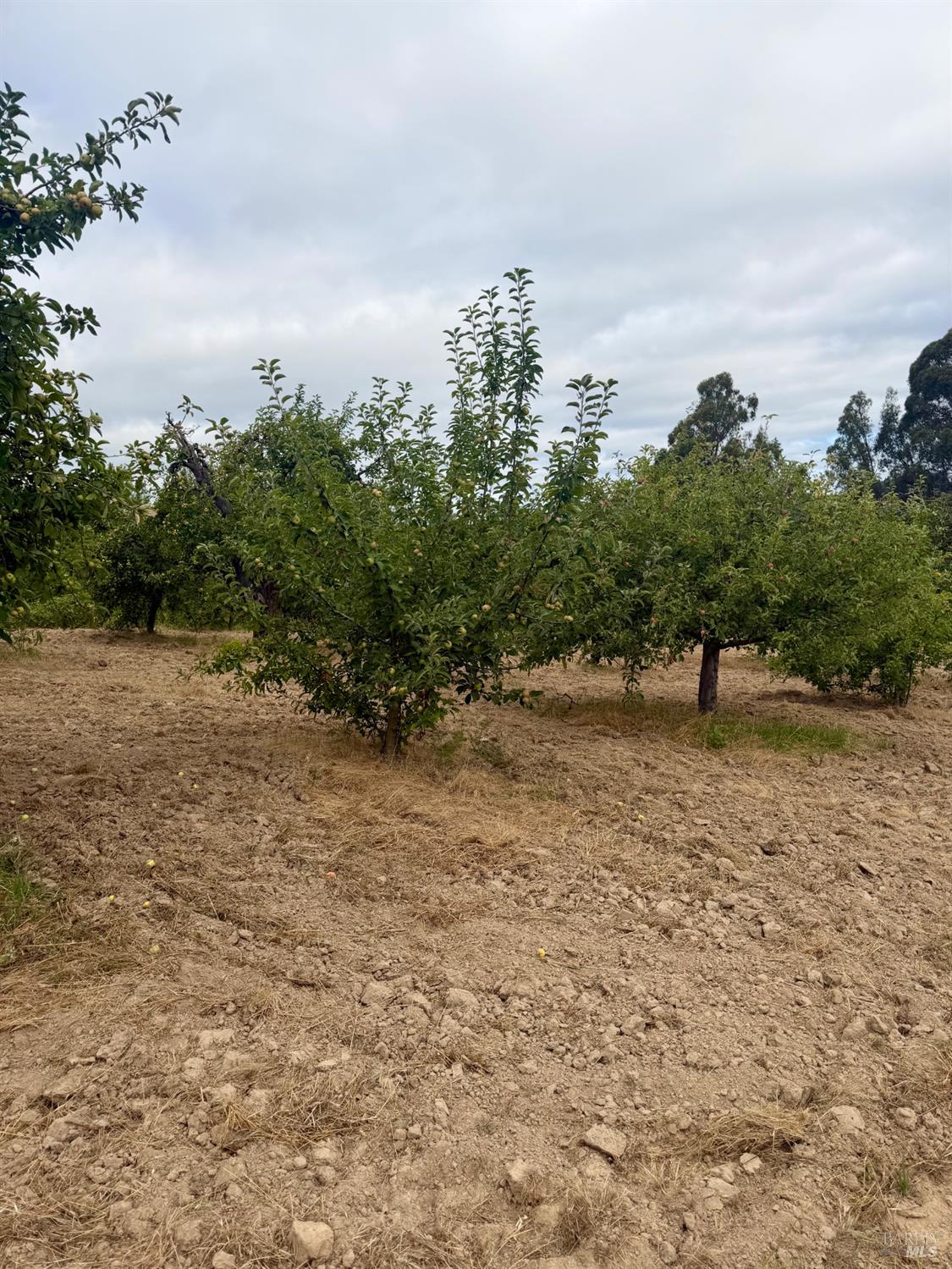 237 Gold Ridge Road Sebastopol CA 95472
