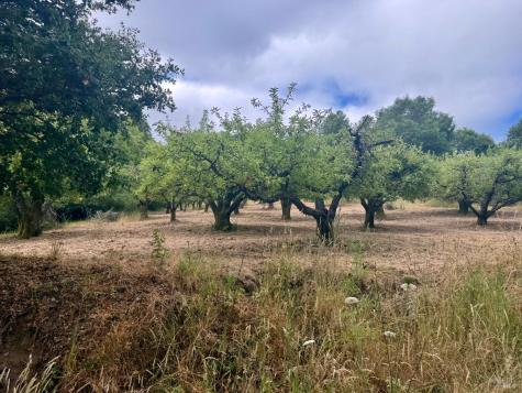 237 Gold Ridge Road Sebastopol CA 95472