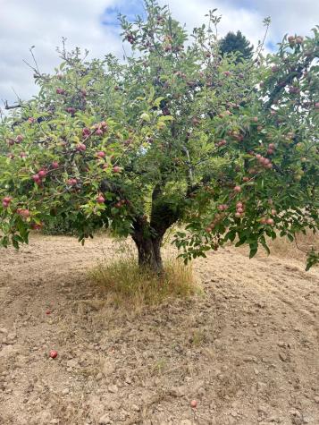 237 Gold Ridge Road Sebastopol CA 95472