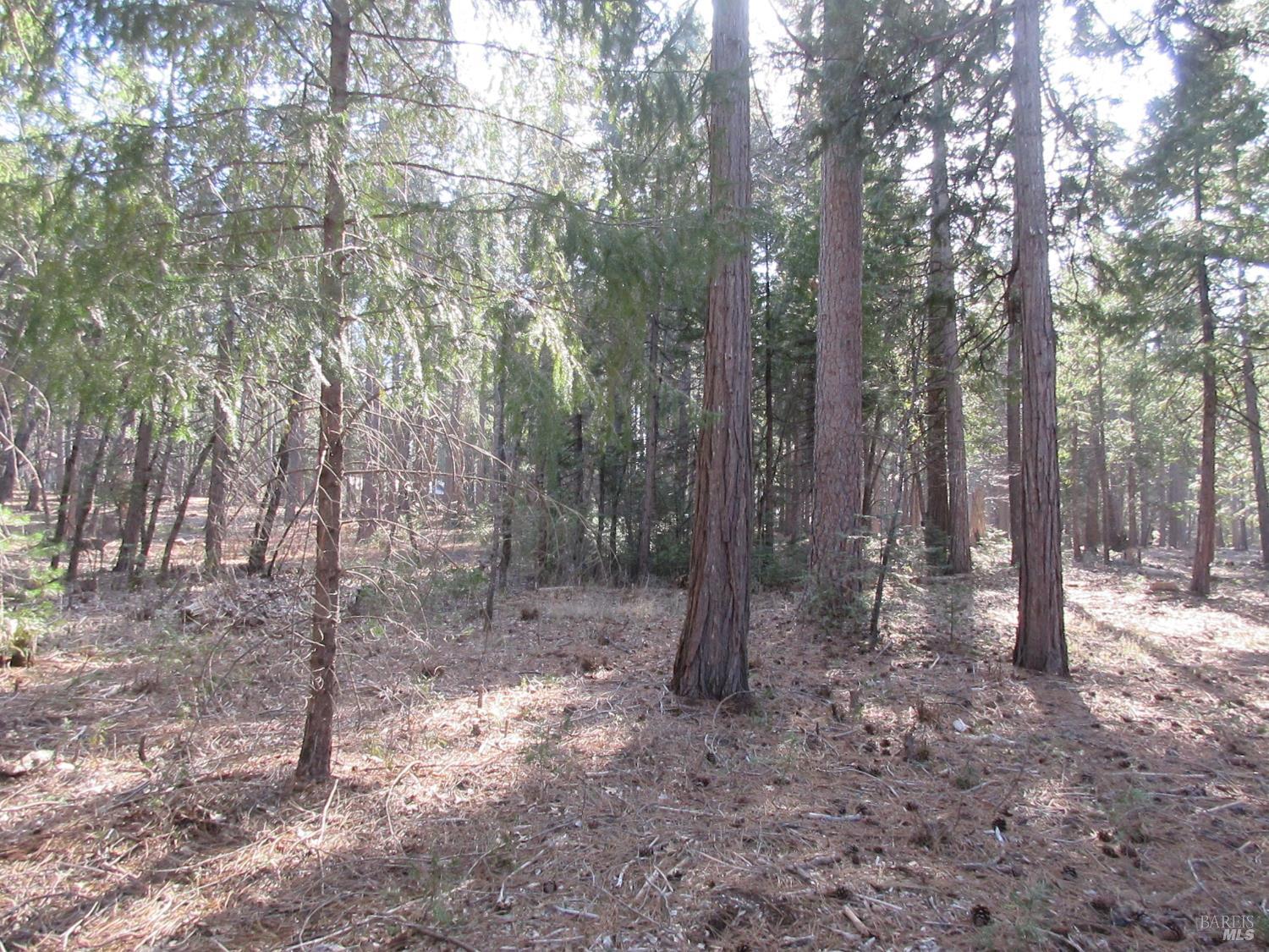 3 Acres Woodridge Drive Shingletown CA 96088