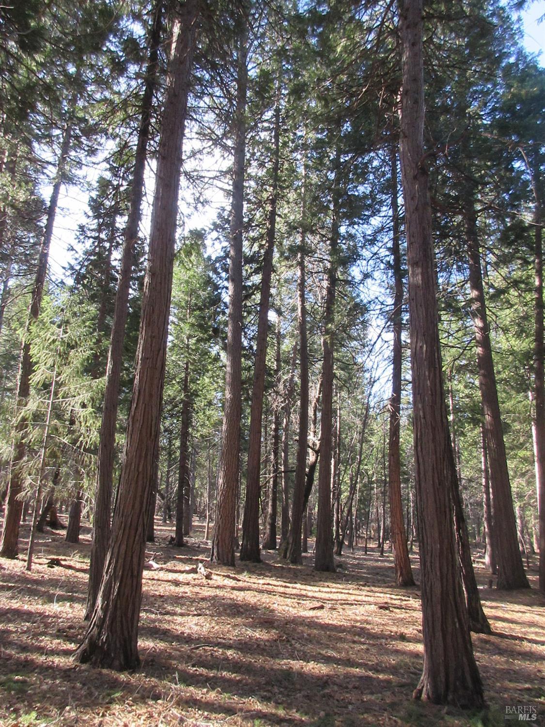 3 Acres Woodridge Drive Shingletown CA 96088