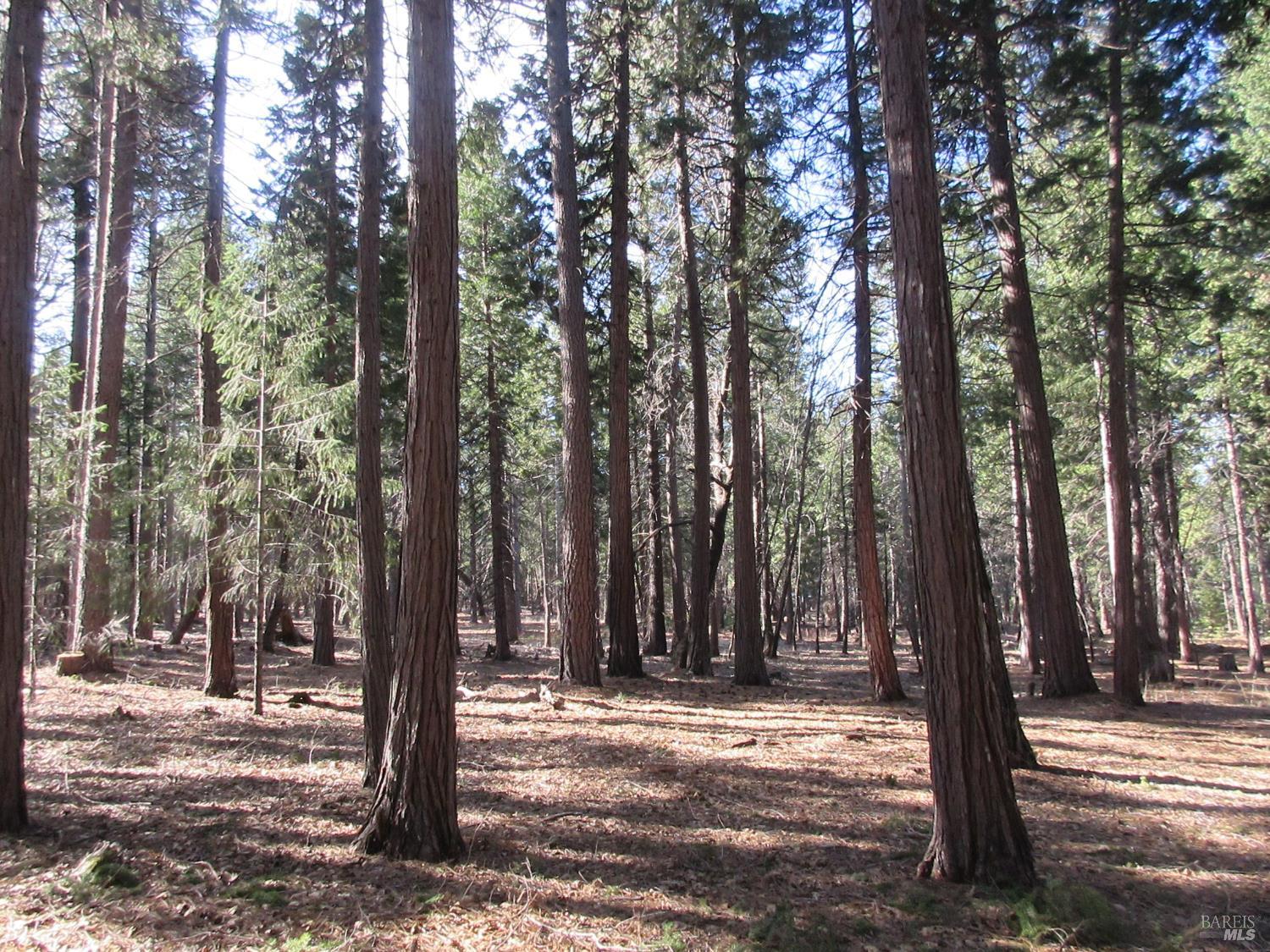 3 Acres Woodridge Drive Shingletown CA 96088