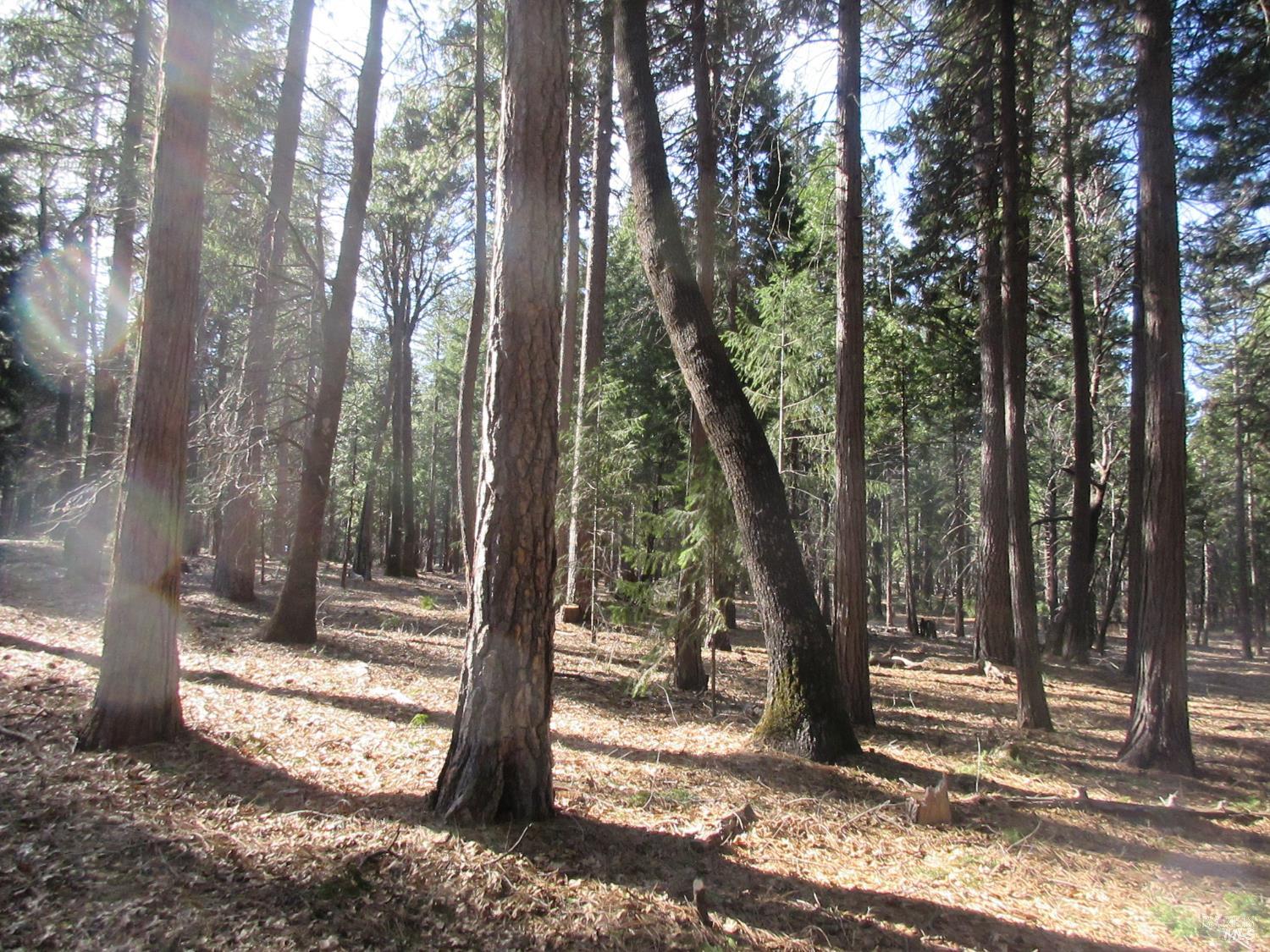 3 Acres Woodridge Drive Shingletown CA 96088