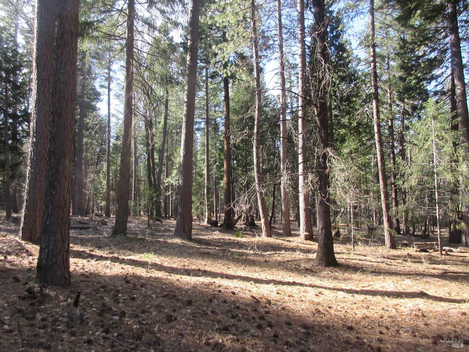 3 Acres Woodridge Drive Shingletown CA 96088