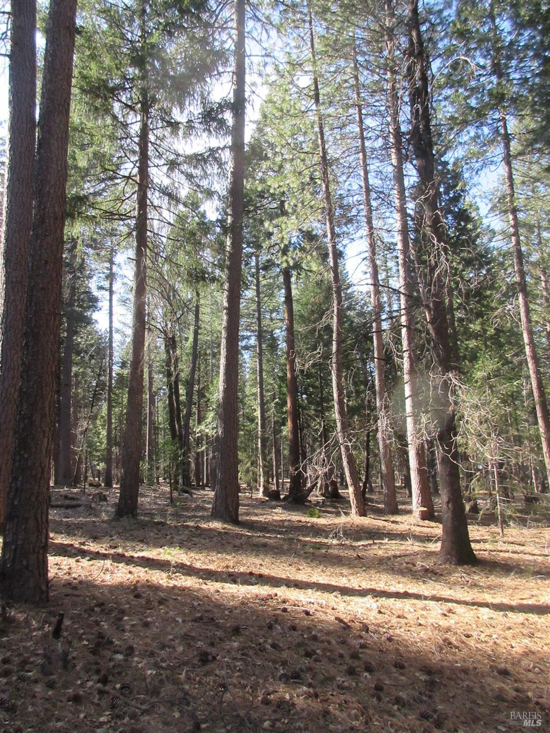 3 Acres Woodridge Drive Shingletown CA 96088