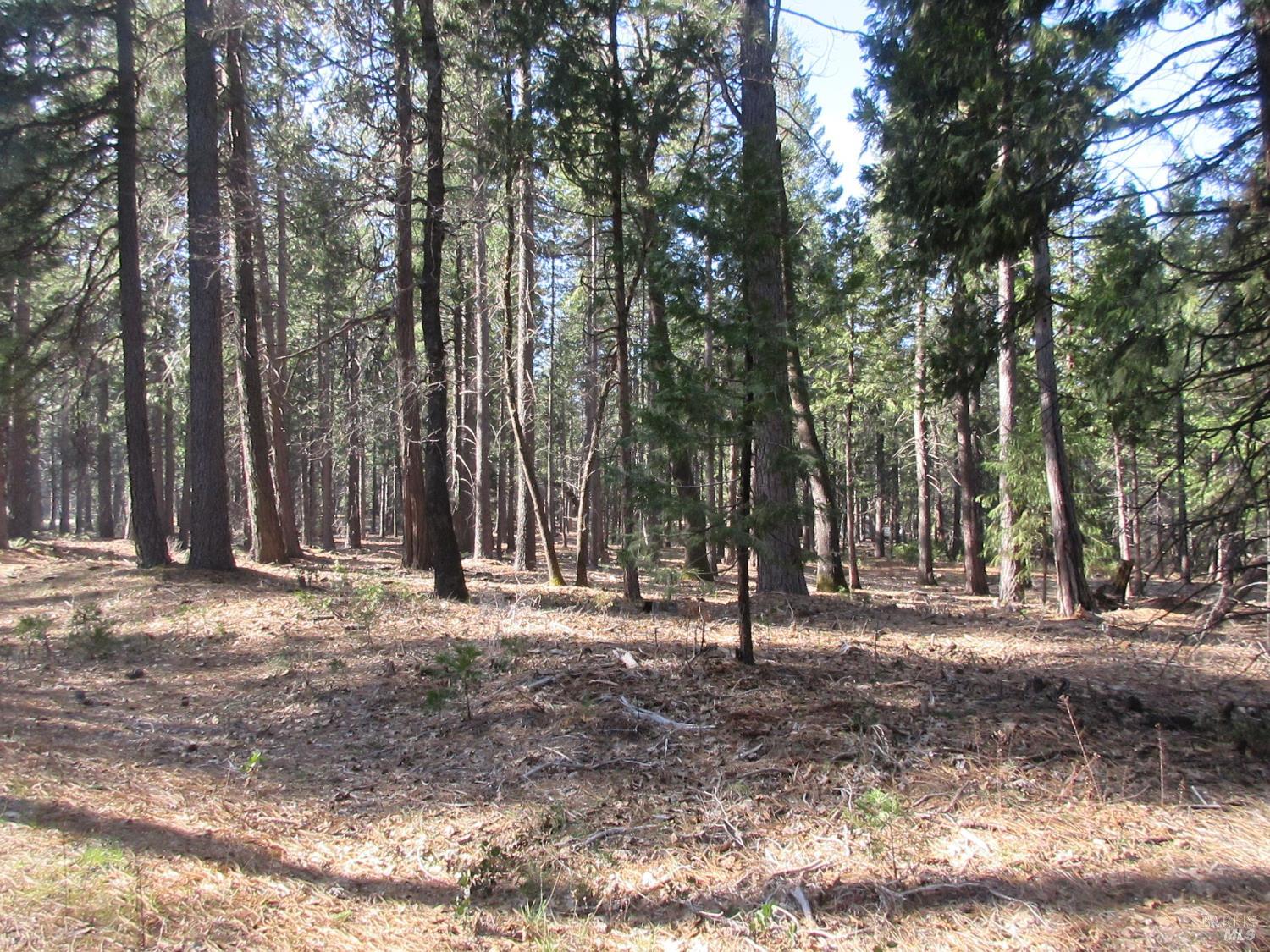 3 Acres Woodridge Drive Shingletown CA 96088
