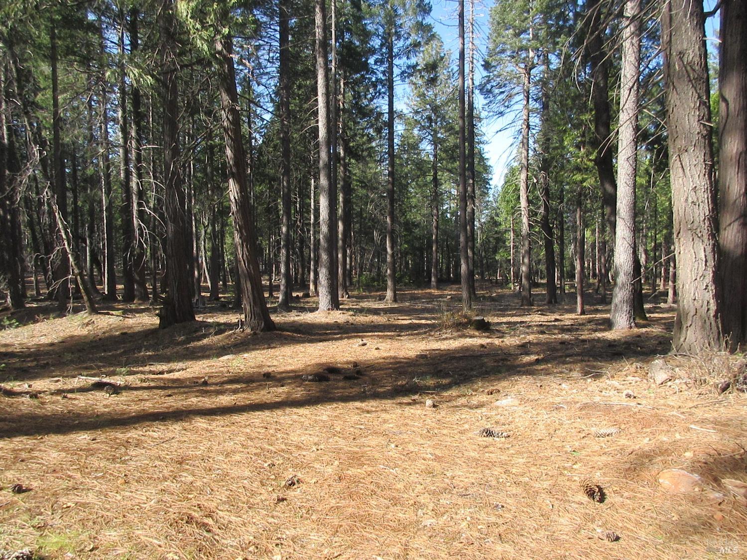 3 Acres Woodridge Drive Shingletown CA 96088