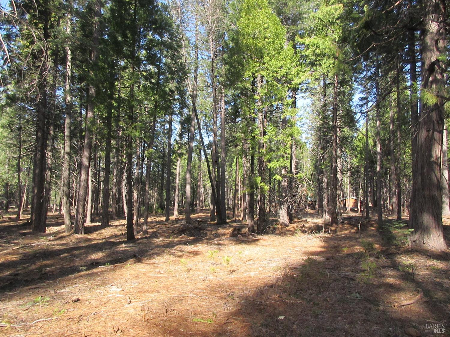 3 Acres Woodridge Drive Shingletown CA 96088