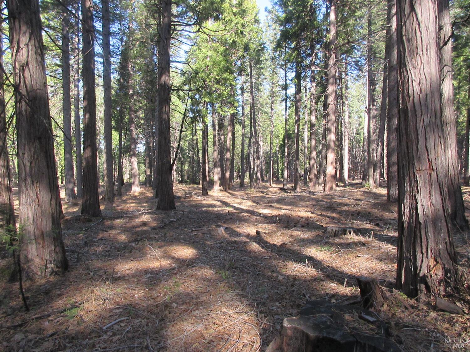 3 Acres Woodridge Drive Shingletown CA 96088