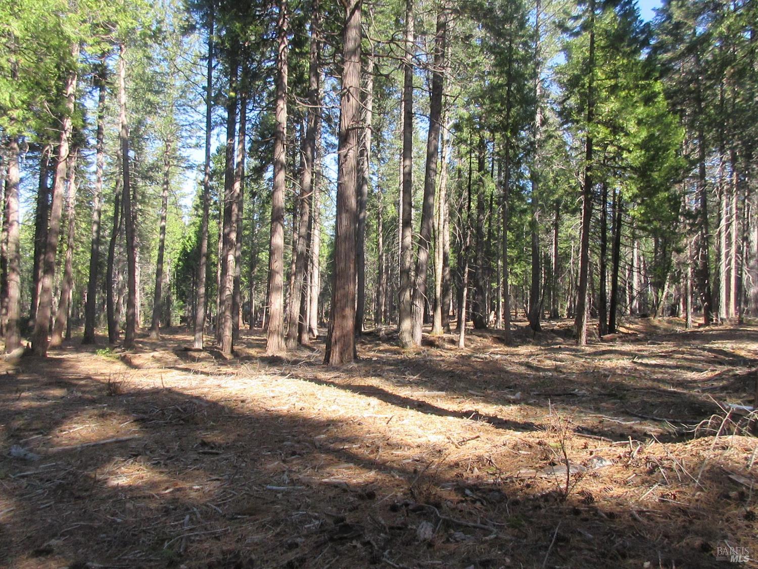 3 Acres Woodridge Drive Shingletown CA 96088