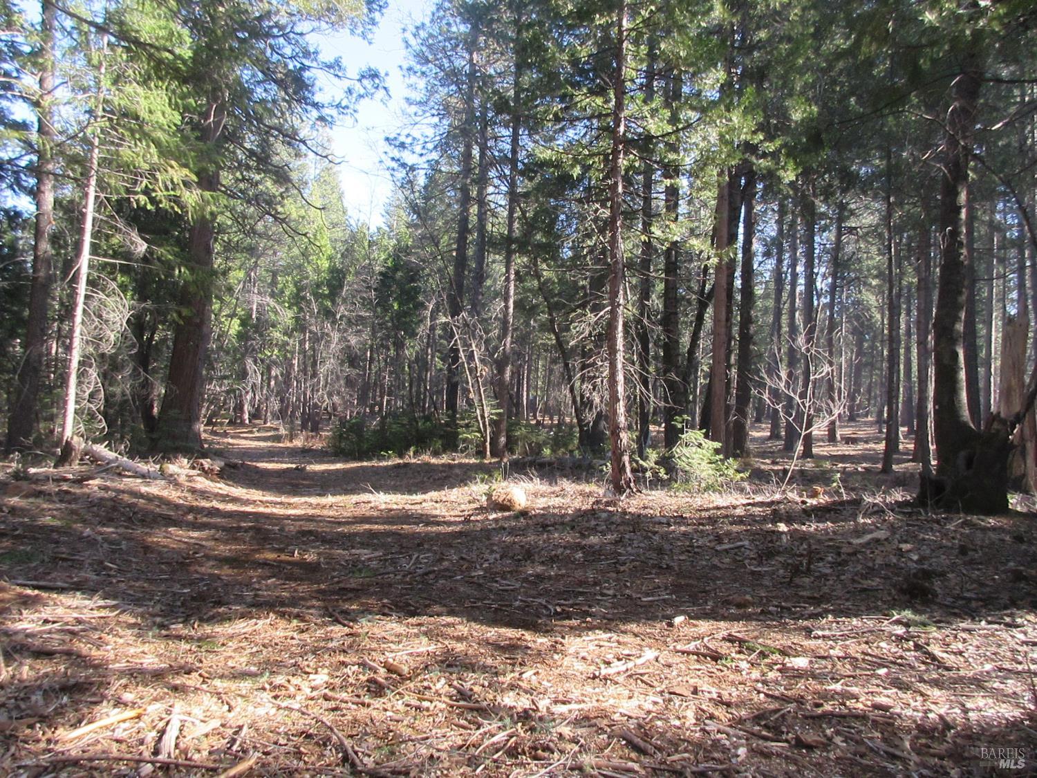 3 Acres Woodridge Drive Shingletown CA 96088