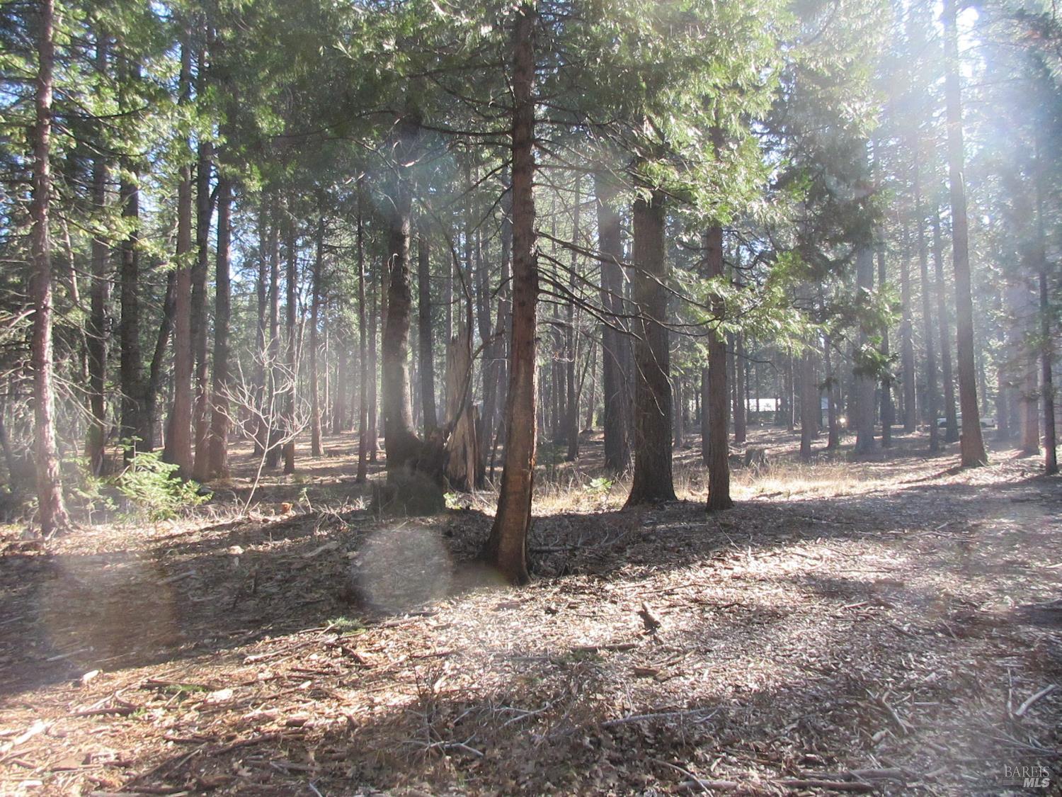 3 Acres Woodridge Drive Shingletown CA 96088