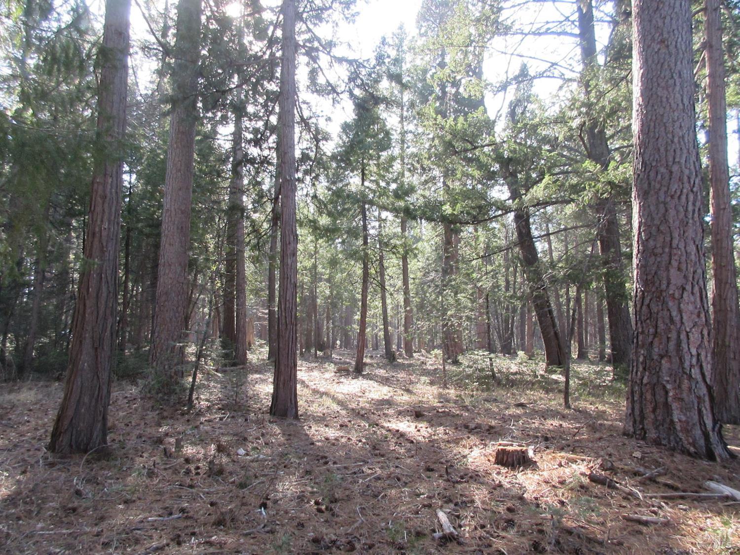 3 Acres Woodridge Drive Shingletown CA 96088