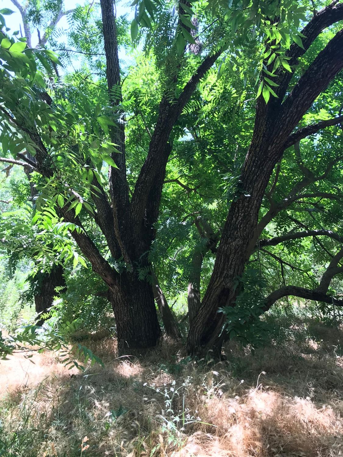 0 County Road 30 Davis CA 95616