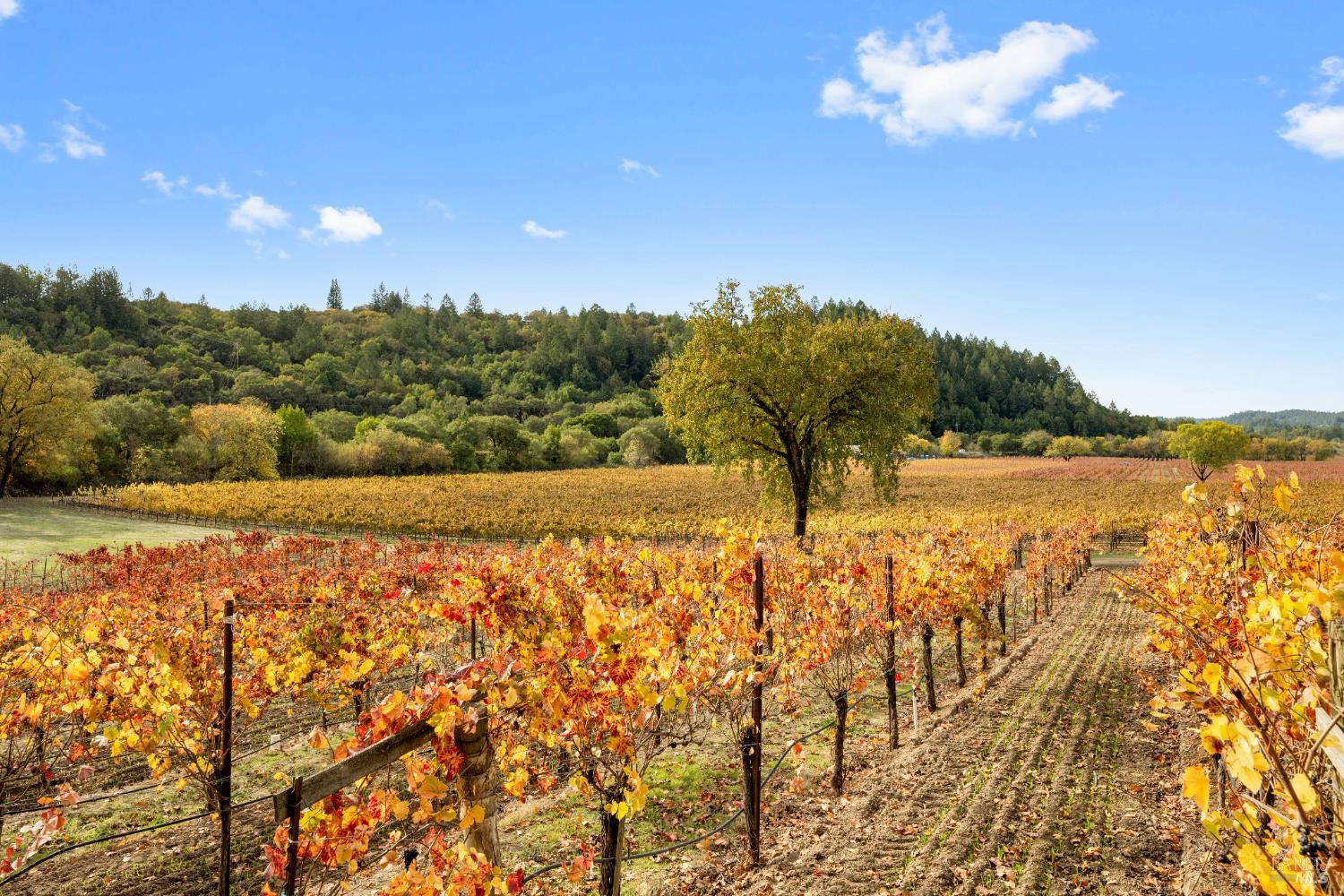 6750 River Road Forestville CA 95436