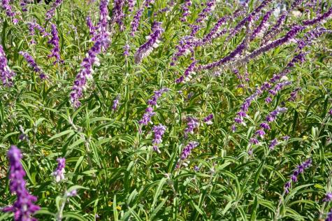 128 Ridgecrest Road Kentfield CA 94904