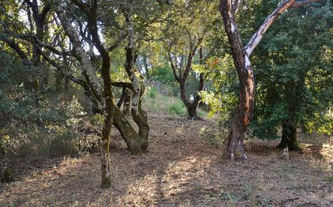 128 Ridgecrest Road Kentfield CA 94904