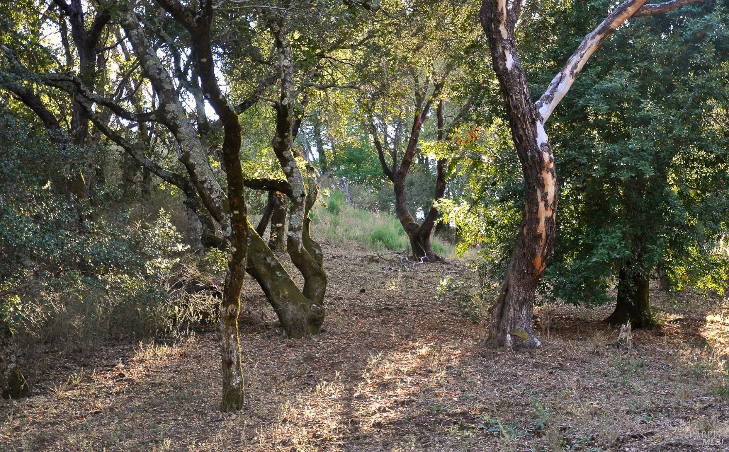 128 Ridgecrest Road Kentfield CA 94904