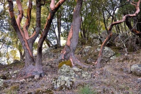 128 Ridgecrest Road Kentfield CA 94904