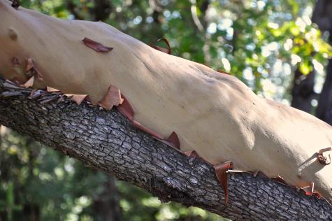 128 Ridgecrest Road Kentfield CA 94904