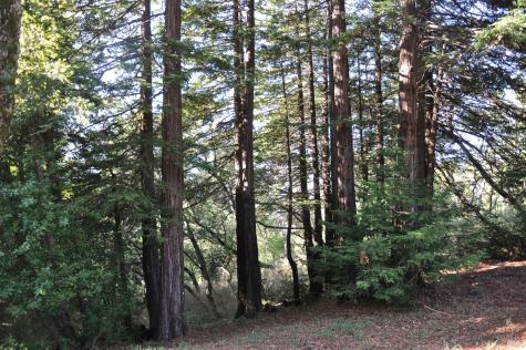 128 Ridgecrest Road Kentfield CA 94904