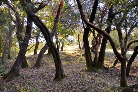 128 Ridgecrest Road Kentfield CA 94904