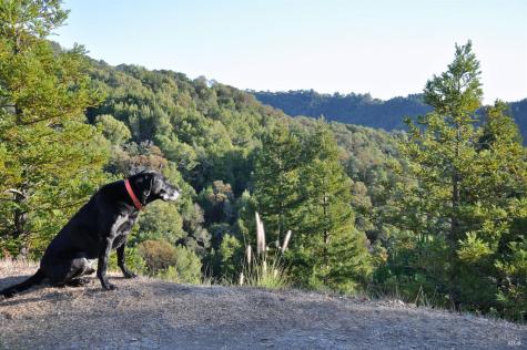 128 Ridgecrest Road Kentfield CA 94904