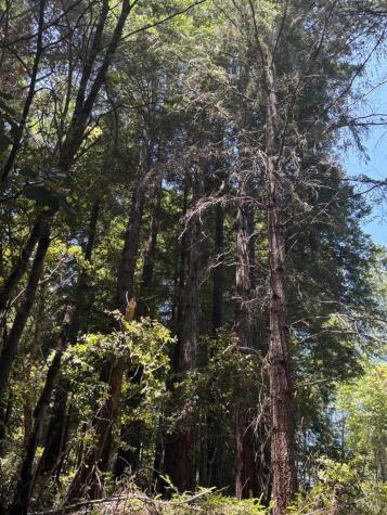 21380 Siri Road Guerneville CA 95446