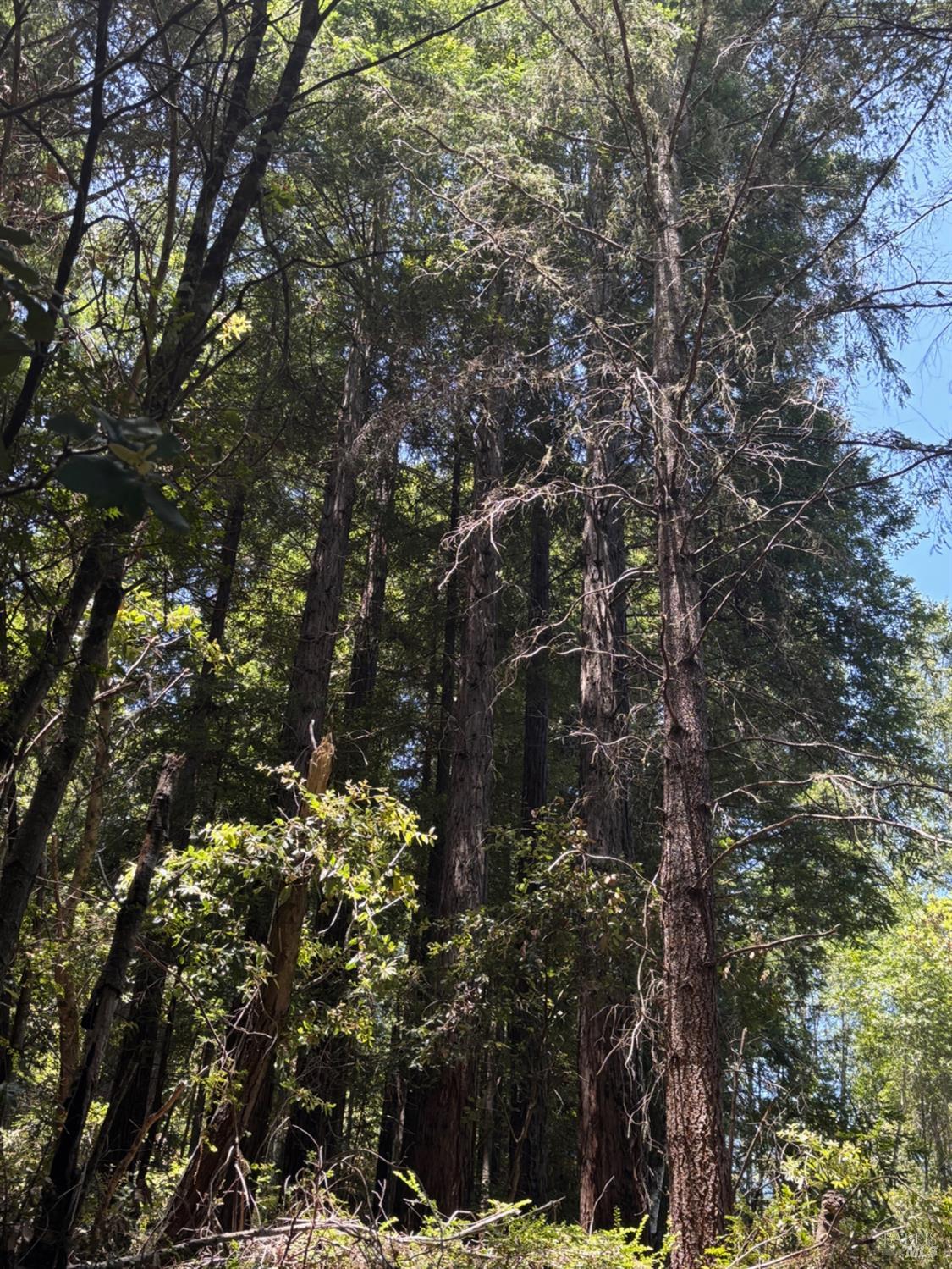 21380 Siri Road Guerneville CA 95446