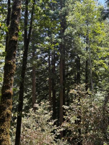 21380 Siri Road Guerneville CA 95446