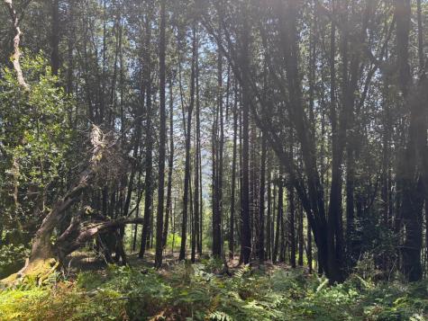 21380 Siri Road Guerneville CA 95446