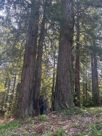 21380 Siri Road Guerneville CA 95446