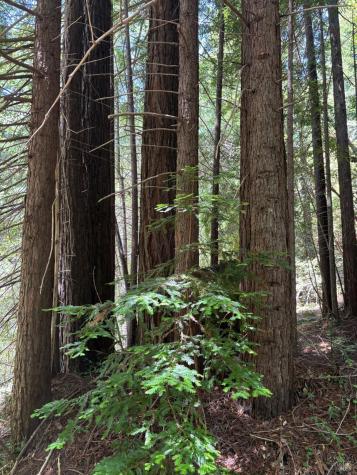 21380 Siri Road Guerneville CA 95446