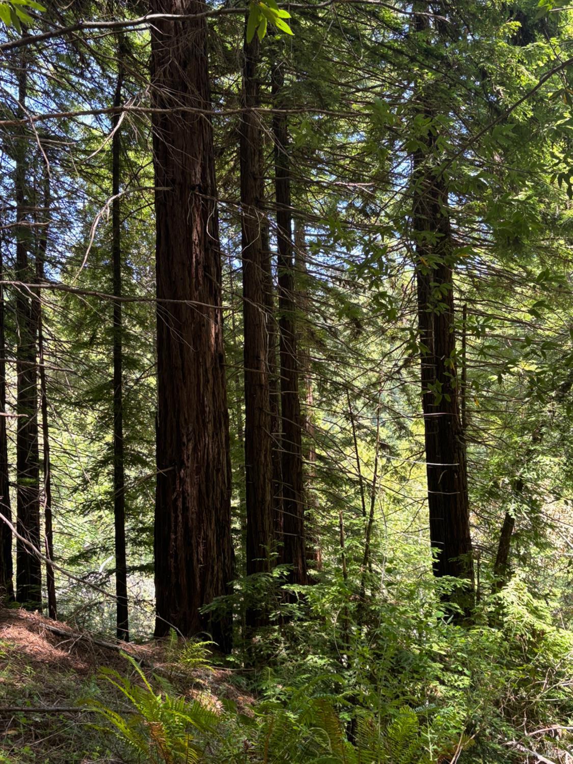 21380 Siri Road Guerneville CA 95446