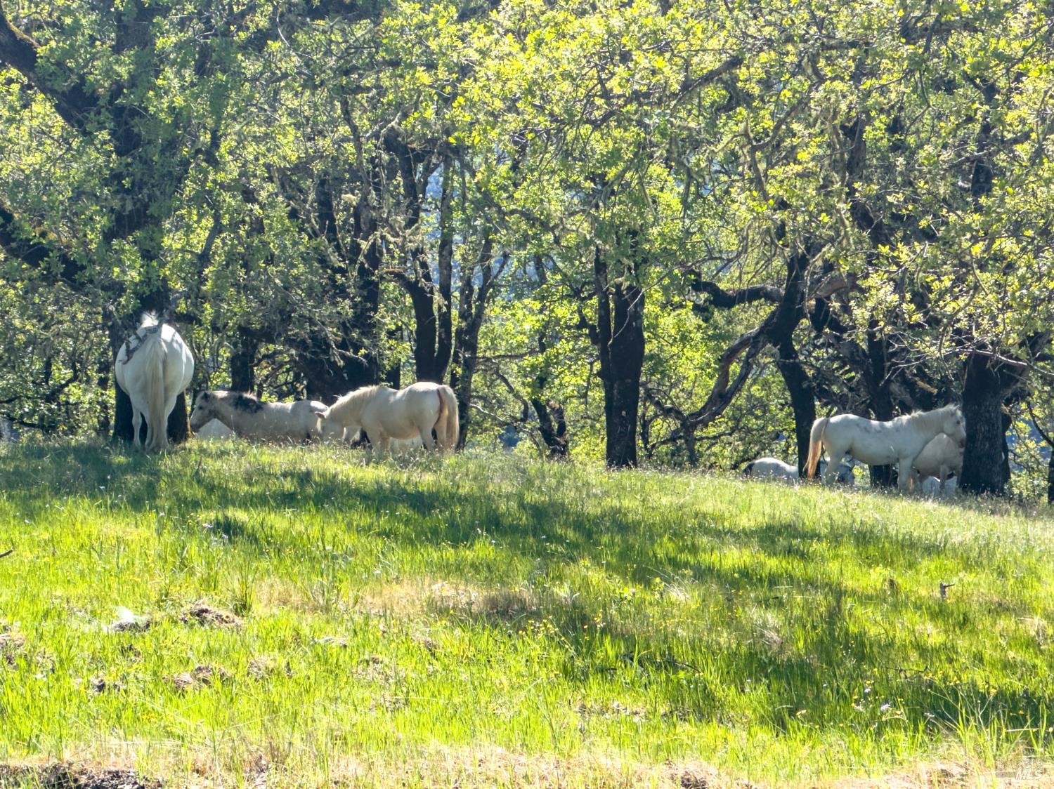 1510 Boonville Road Ukiah CA 95482
