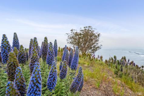 20 Oak Road Bolinas CA 94924