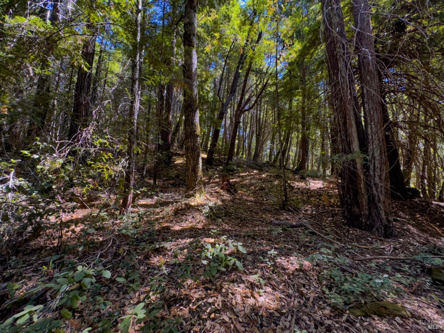 3700 Redwood Creek Road Willits CA 95490