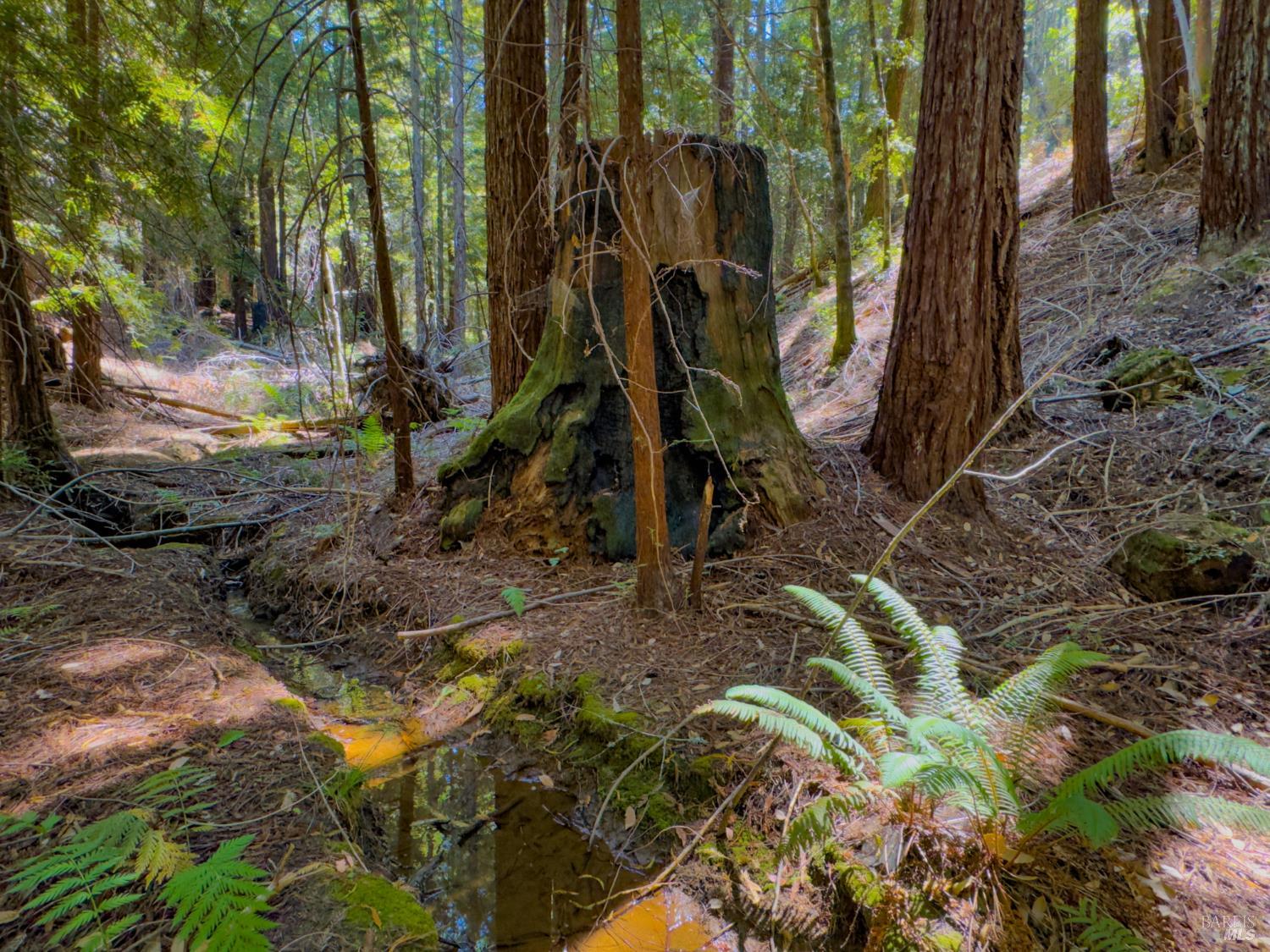 3700 Redwood Creek Road Willits CA 95490