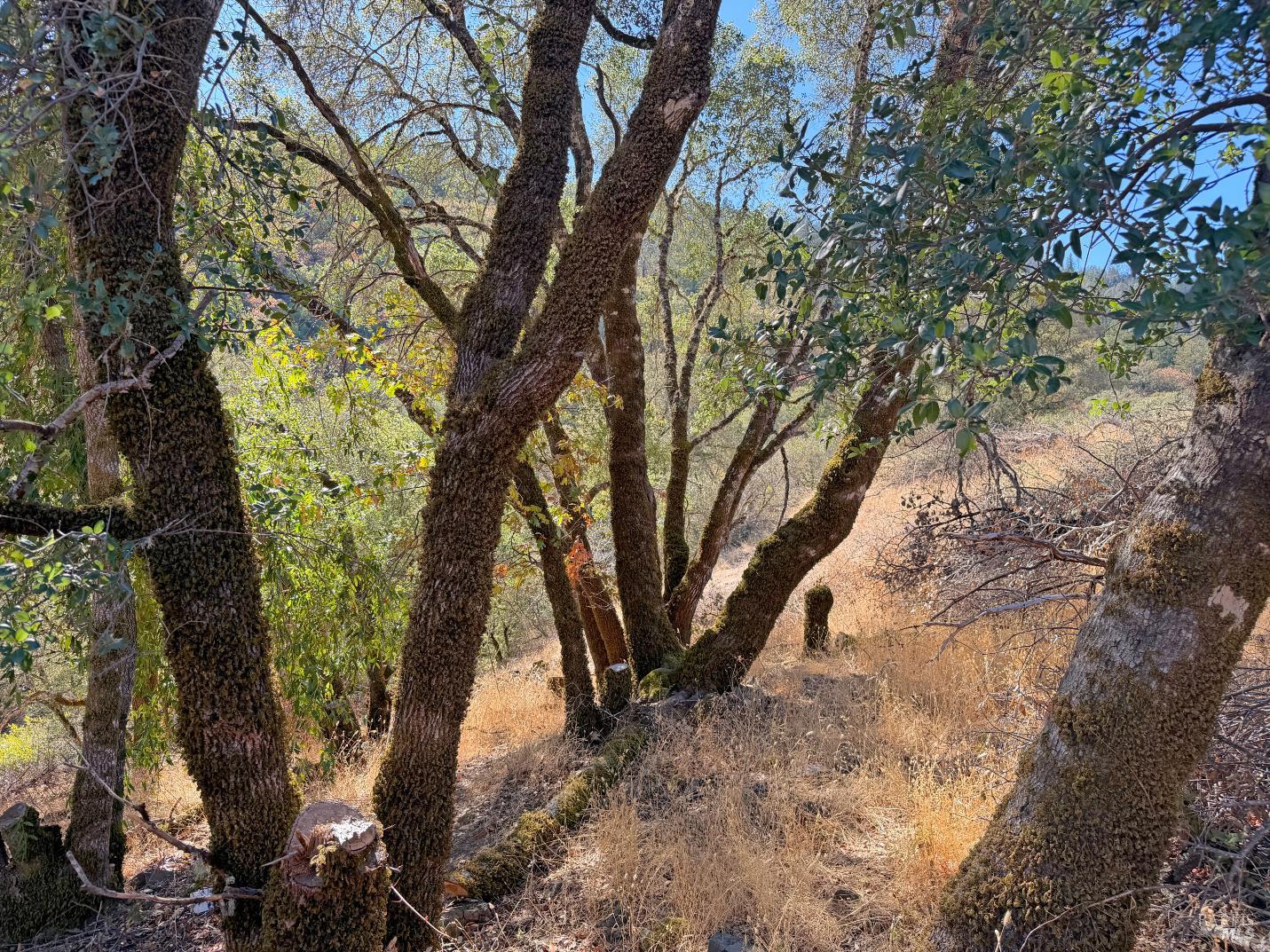 1451 Low Gap Road Ukiah CA 95482
