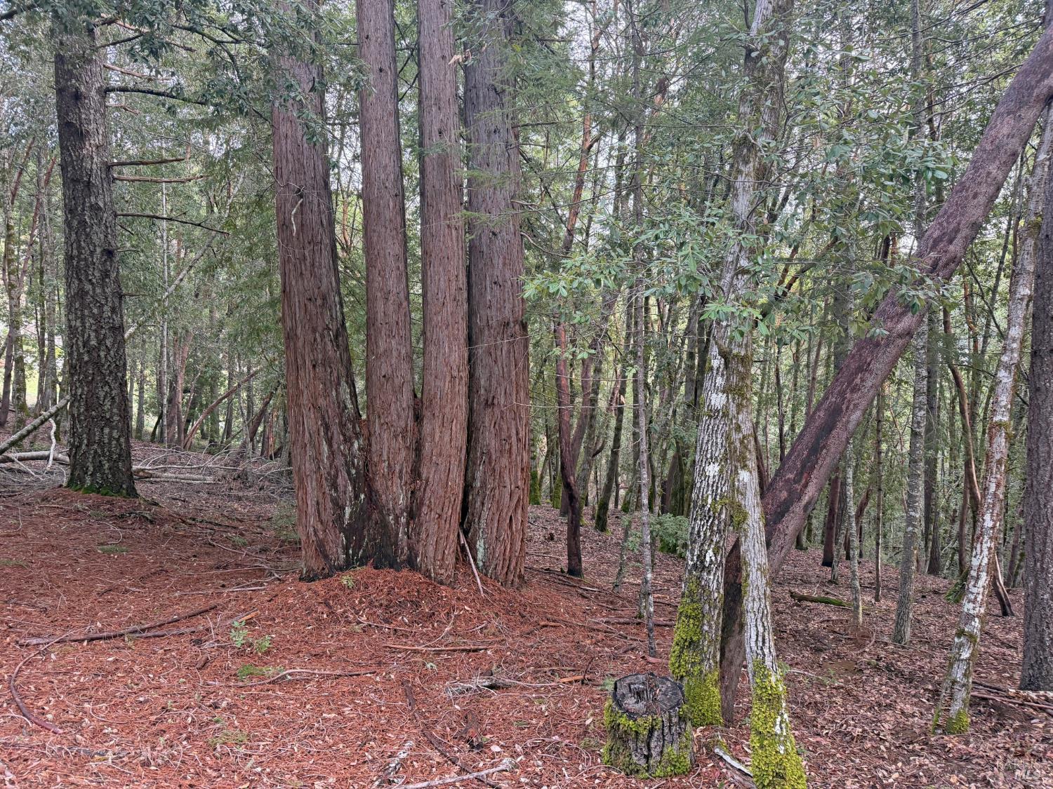 27369 Bear Drive Willits CA 95490