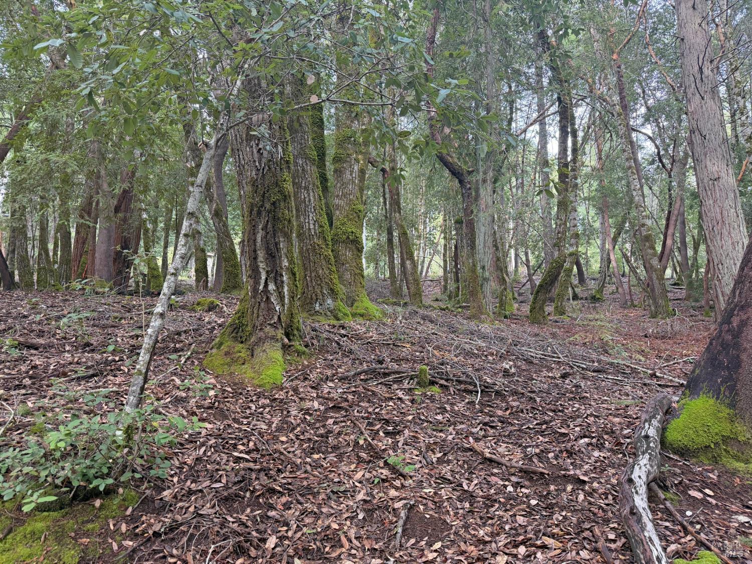 27369 Bear Drive Willits CA 95490