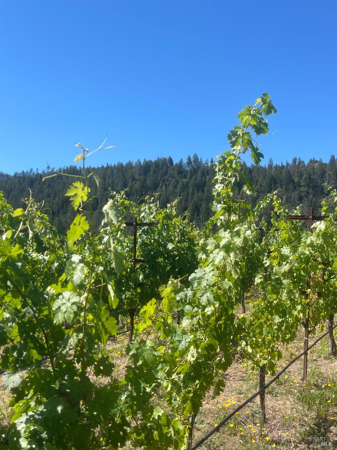 0 Diamond Mountain Road Calistoga CA 94515