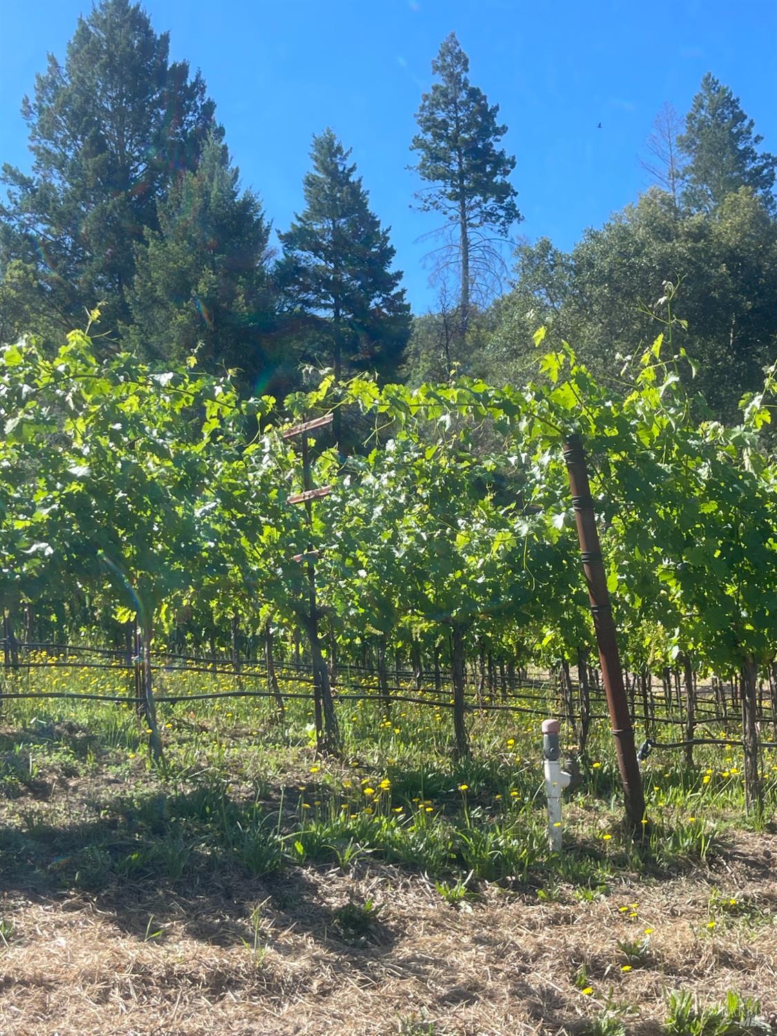 0 Diamond Mountain Road Calistoga CA 94515