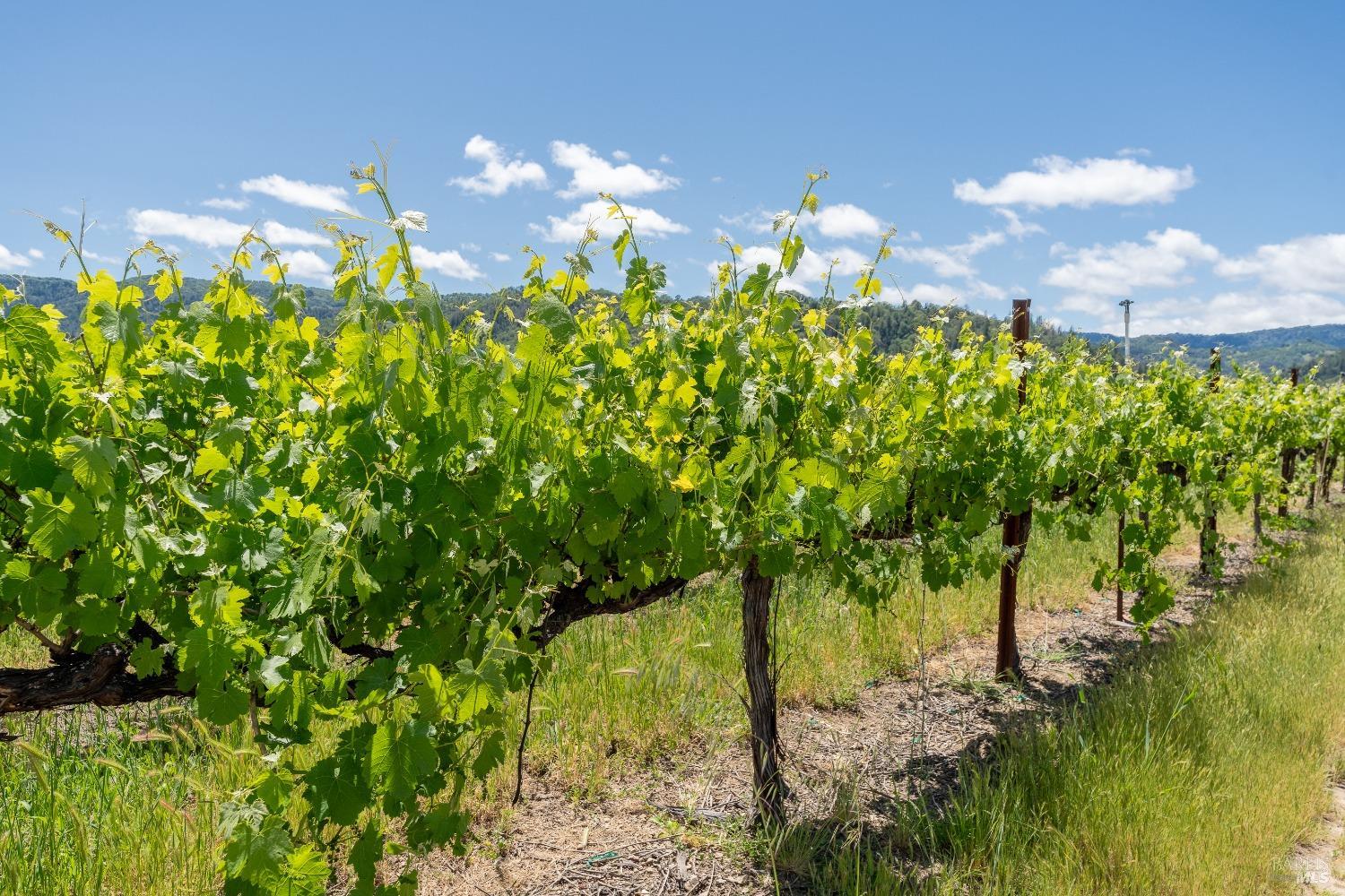 3525 Taylor Drive Ukiah CA 95482
