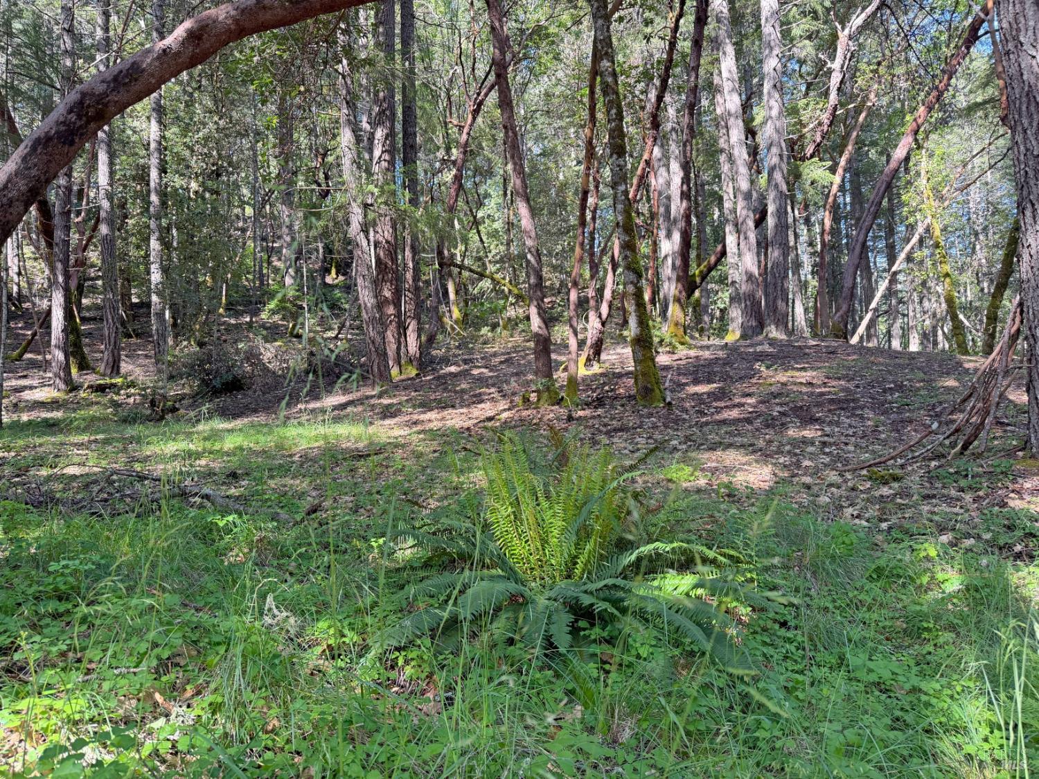 1666 Alcott Place Willits CA 95490