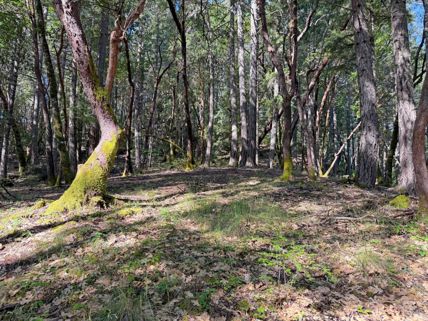 1666 Alcott Place Willits CA 95490
