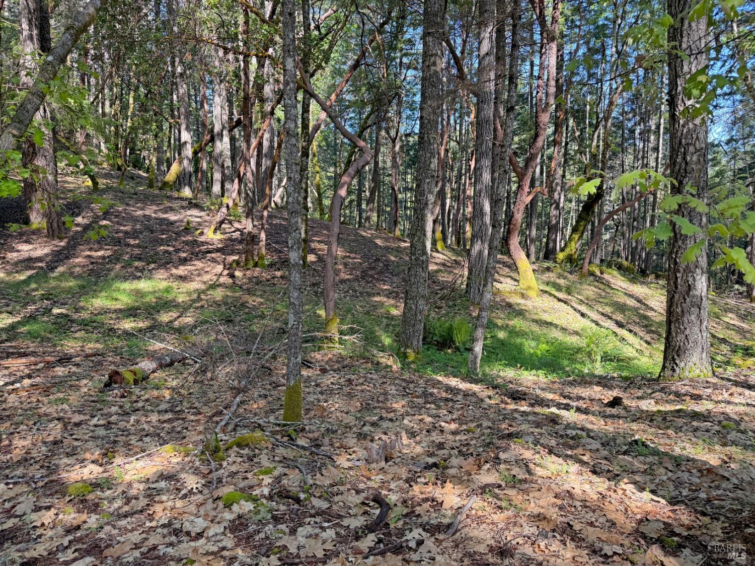 1666 Alcott Place Willits CA 95490